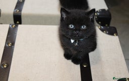 Mixed Breed cats for sale: BRITISH SHORT HAIR MIX  - Image 12