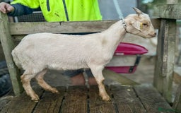 Goats livestock for sale: 2024 2025 does and wether for sale Boer x RGG - Image 2