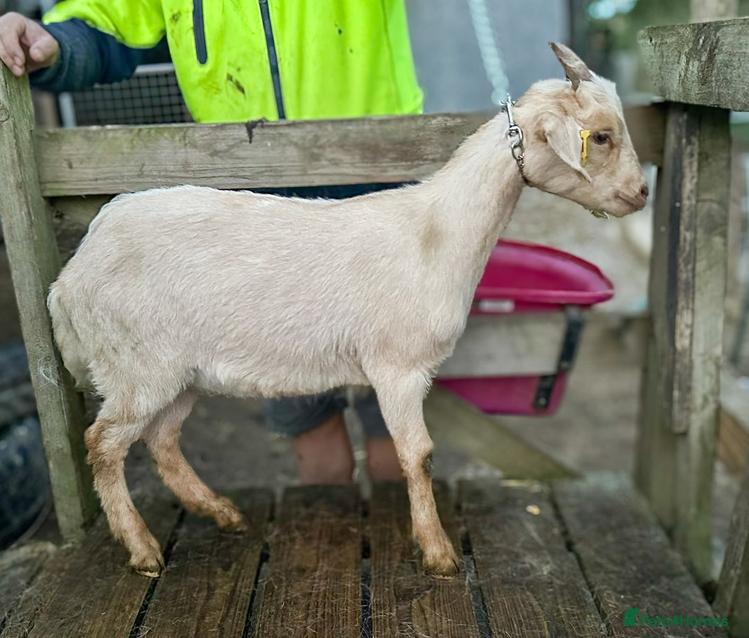 Goats livestock for sale: 2024 2025 does and wether for sale Boer x RGG - Image 2