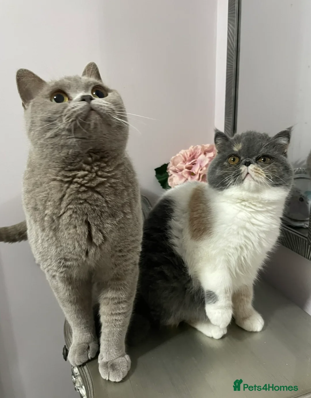 British Shorthair cats for sale: 💗 BEAUTIFUL LILAC FEMALE LOOKING 4 A NEW FAMILY  - Advert 5