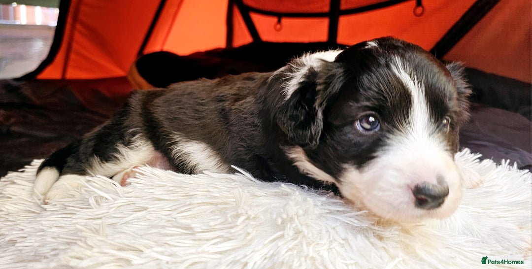 Sprollie dogs for sale: Puppies from Border Collie  - Image 20