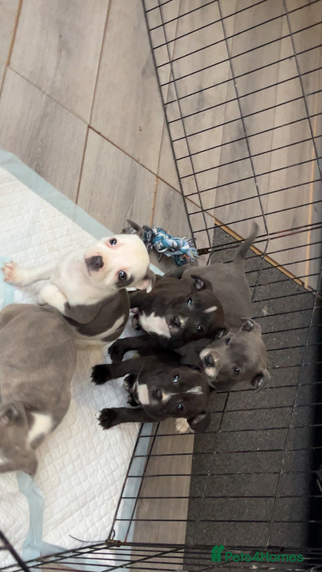 Staffordshire Bull Terrier dogs for sale: Staffordshire bull terrier pups  - Advert 8
