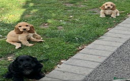 Cocker Spaniel dogs for sale: LAST 3 GIRLS ⭐️⭐️⭐️⭐️⭐️CH BLOODLINES  - Image 4