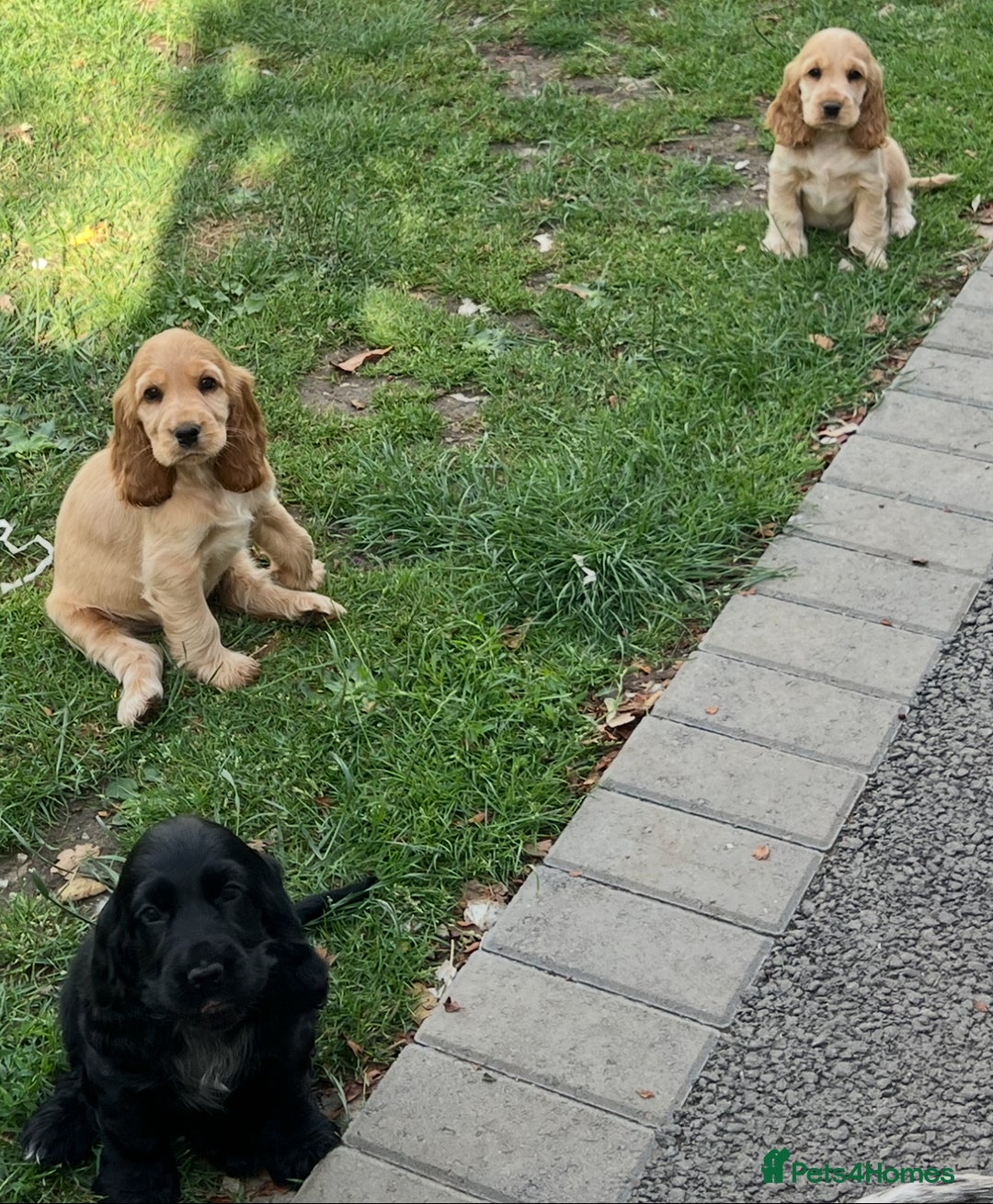 Cocker Spaniel dogs for sale: LAST 3 GIRLS ⭐️⭐️⭐️⭐️⭐️CH BLOODLINES  - Image 4