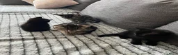 Bengal cats for sale: Beautiful Bengal cross Kittens for sale - Advert 5