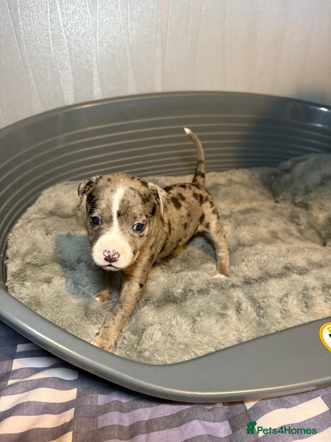 Staffordshire Bull Terrier dogs for sale: Staffordshire bull terrier puppy’s  - Image 7