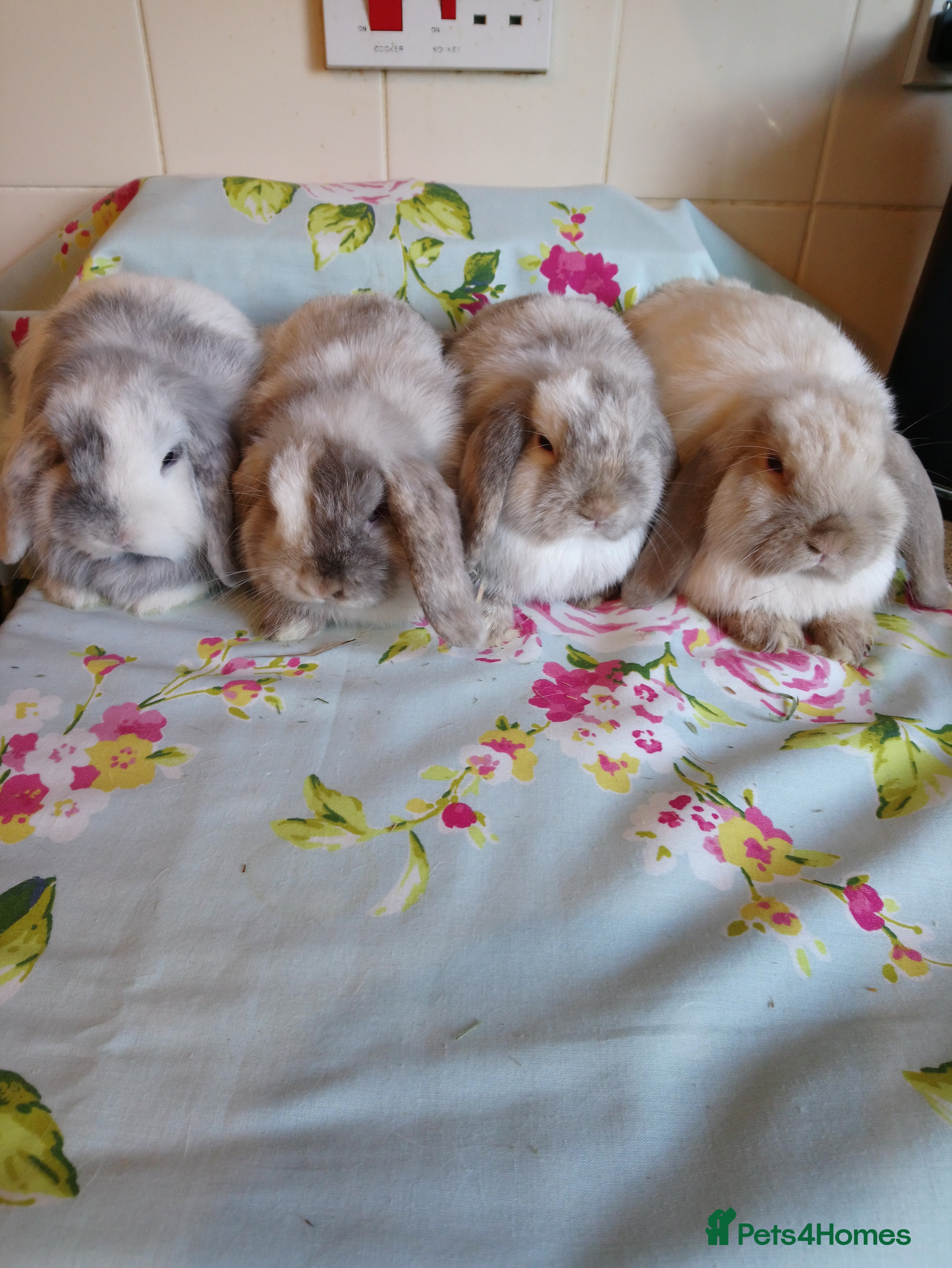 Mini Lop rabbits Pedigree Mini Lops - Advert 2
