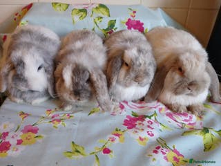 Mini Lop rabbits Pedigree Mini Lops - Advert 11
