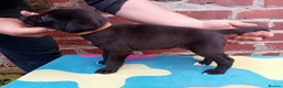 Mixed Breed dogs for sale: Lurcher pups (Collie x Whippet) - Advert 9