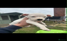 Staffordshire Bull Terrier dogs for sale: Beautiful staff pups for sale - Image 8