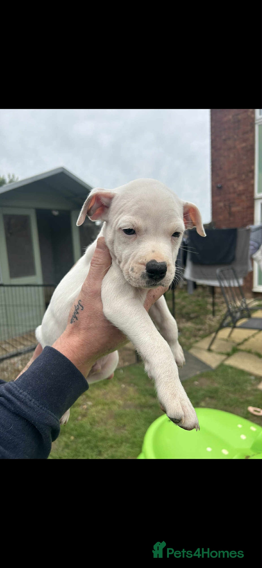 Staffordshire Bull Terrier dogs for sale: Beautiful staff pups for sale - Image 8