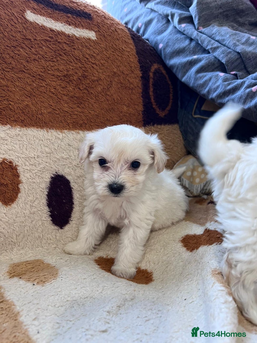 Maltipoo dogs for sale: maltepoo - Advert 5