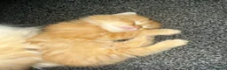 Mixed Breed cats for sale: 3 fluffy ginger kittens - Advert 2