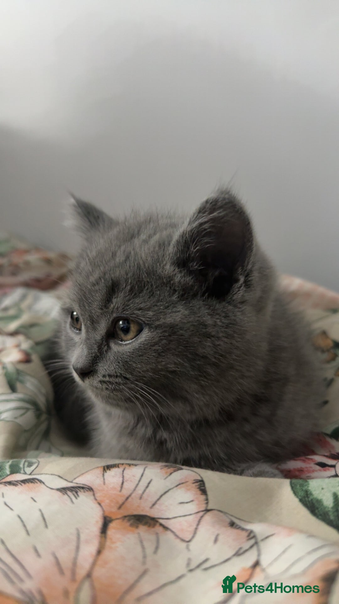 British Shorthair cats for sale: Grey British Shorthair Kitten - Male - Advert 2