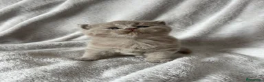 Lilac female (no collar)