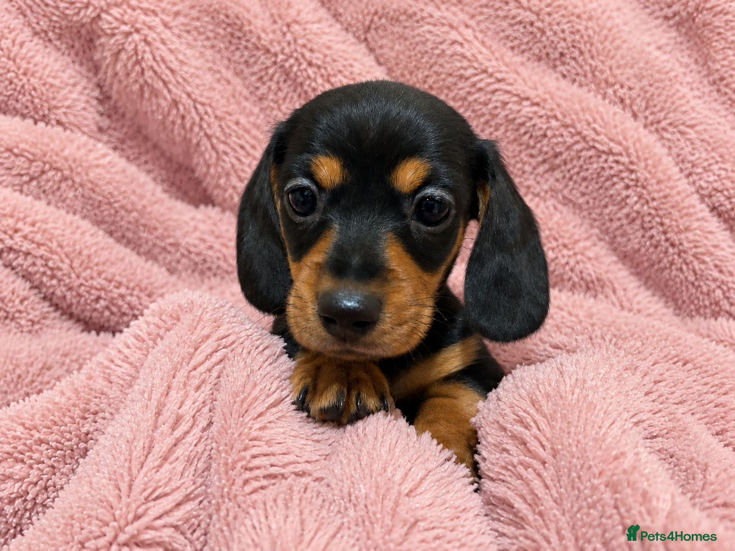 Miniature Dachshund dogs Miniature Dachshund Puppies - Advert 6