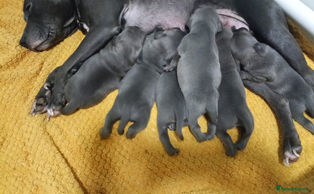 Mixed Breed dogs for sale: 6 little cuties 😍 - Advert 3