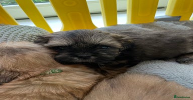 Shih Tzu dogs - Advert 10