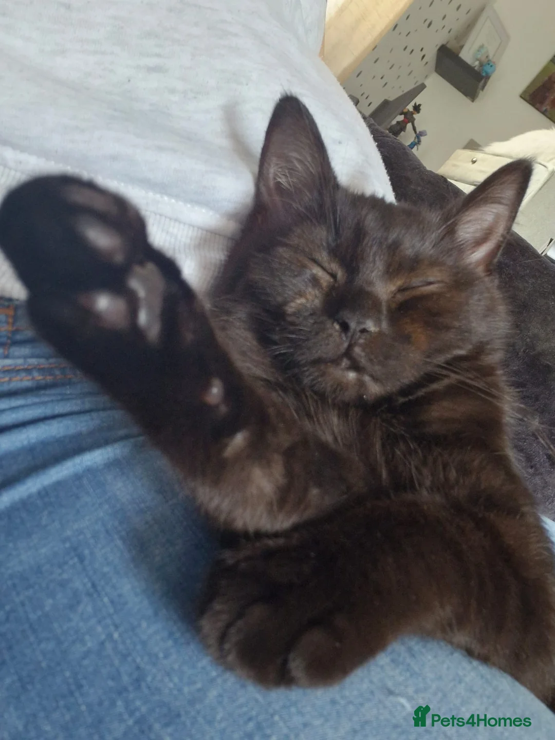 British Shorthair cats for sale: Kimi - British Shorthair - Advert 2