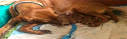 Labrador Retriever dogs for sale: Fox Red Labrador Puppy’s for Sale - Advert 3