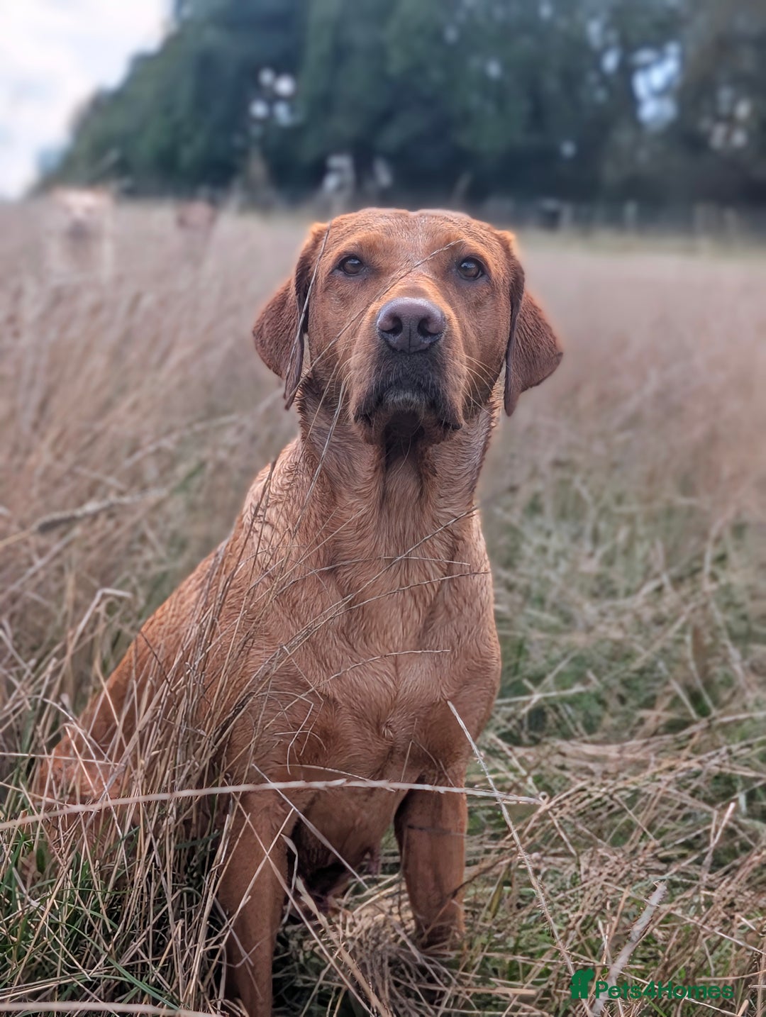 Labrador Retriever dogs for sale: Black Labrador Puppies  - Advert 5