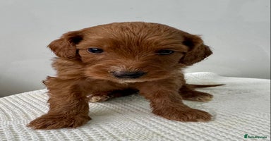 Cockapoo dogs - Advert 1