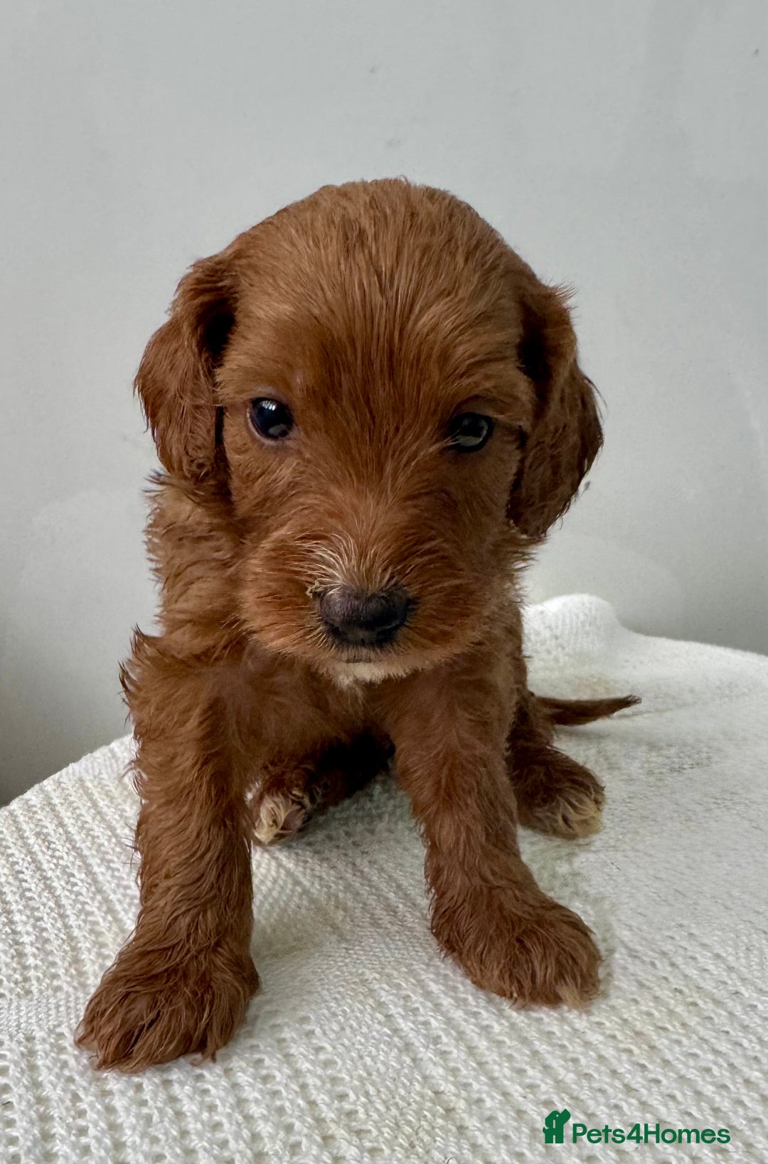 Cockapoo dogs for sale: ONLY 3 RED/WHITE COCKAPOO PUPPIES LEFT - Image 1