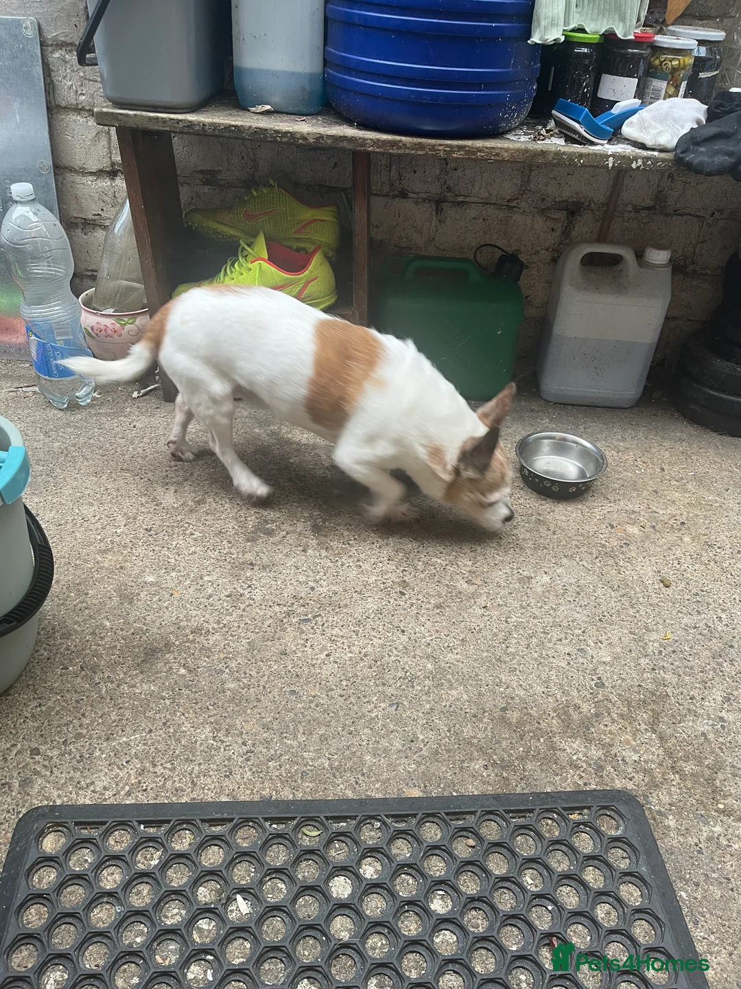Maltese dogs for sale: Jack Russell Terrier in Middlesbrough - Advert 2