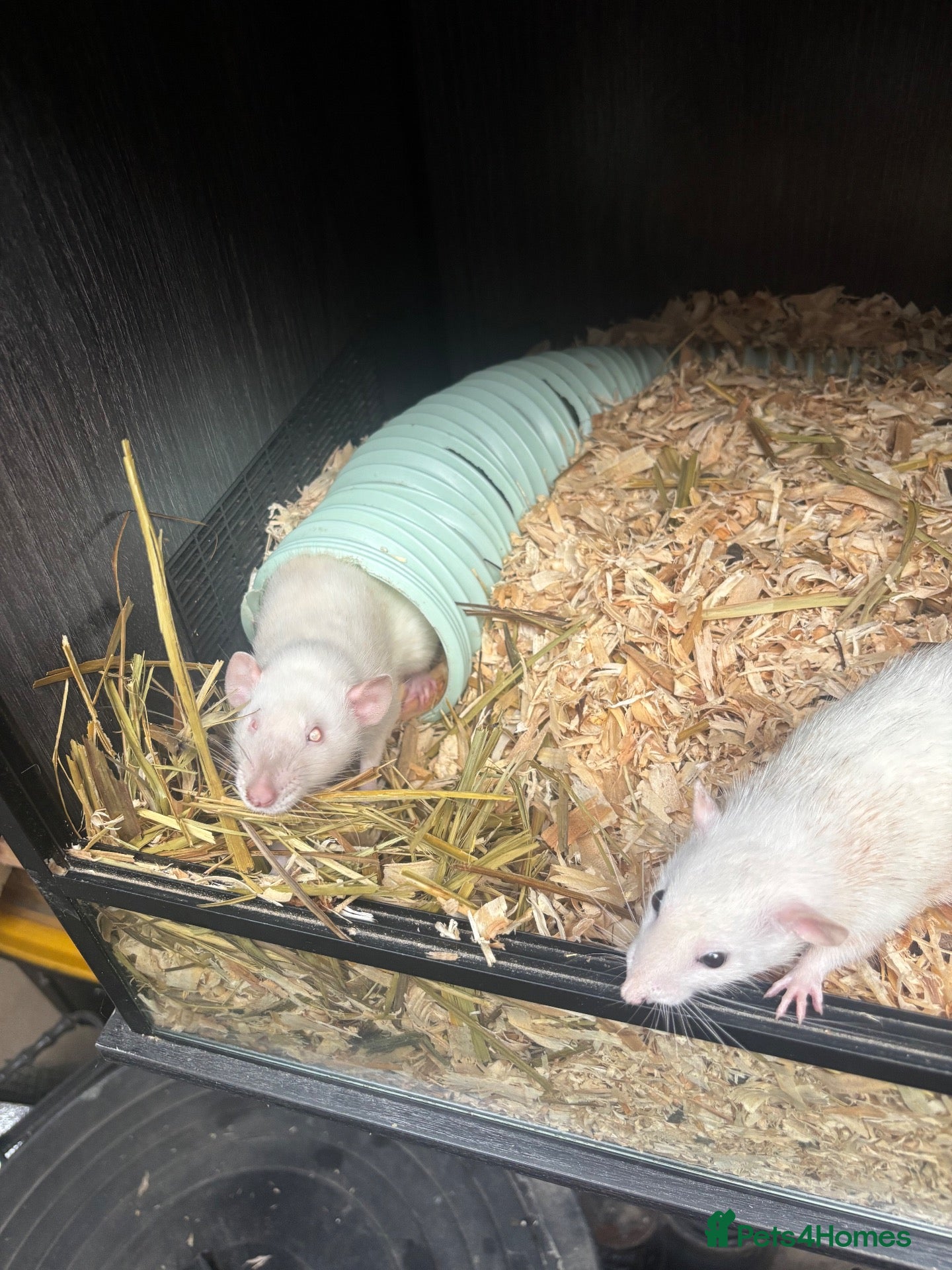 Rat rodents 2 female friendly rats  - Advert 2