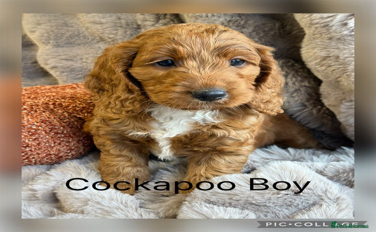 Cockapoo dogs - Advert 3