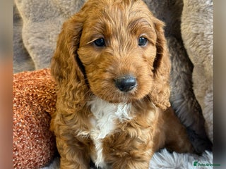 Cockapoo dogs - Advert 28