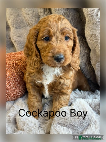 Cockapoo dogs - Advert 8