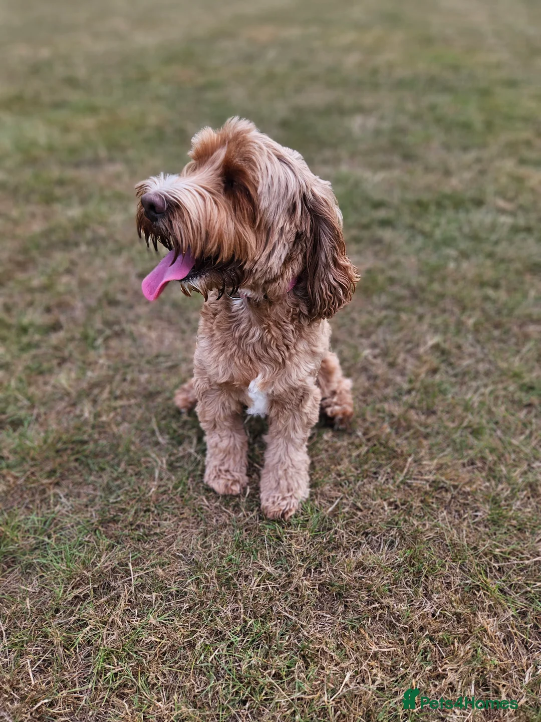 Cockapoo dogs for sale: Beautiful cockapoo for rehoming - Advert 2
