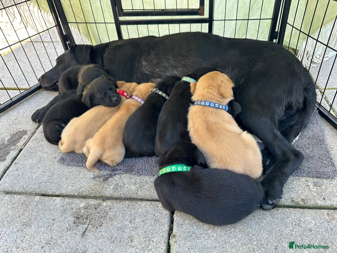 Labrador Retriever dogs for sale: KC registered Labrador puppies, working parents  - Image 2