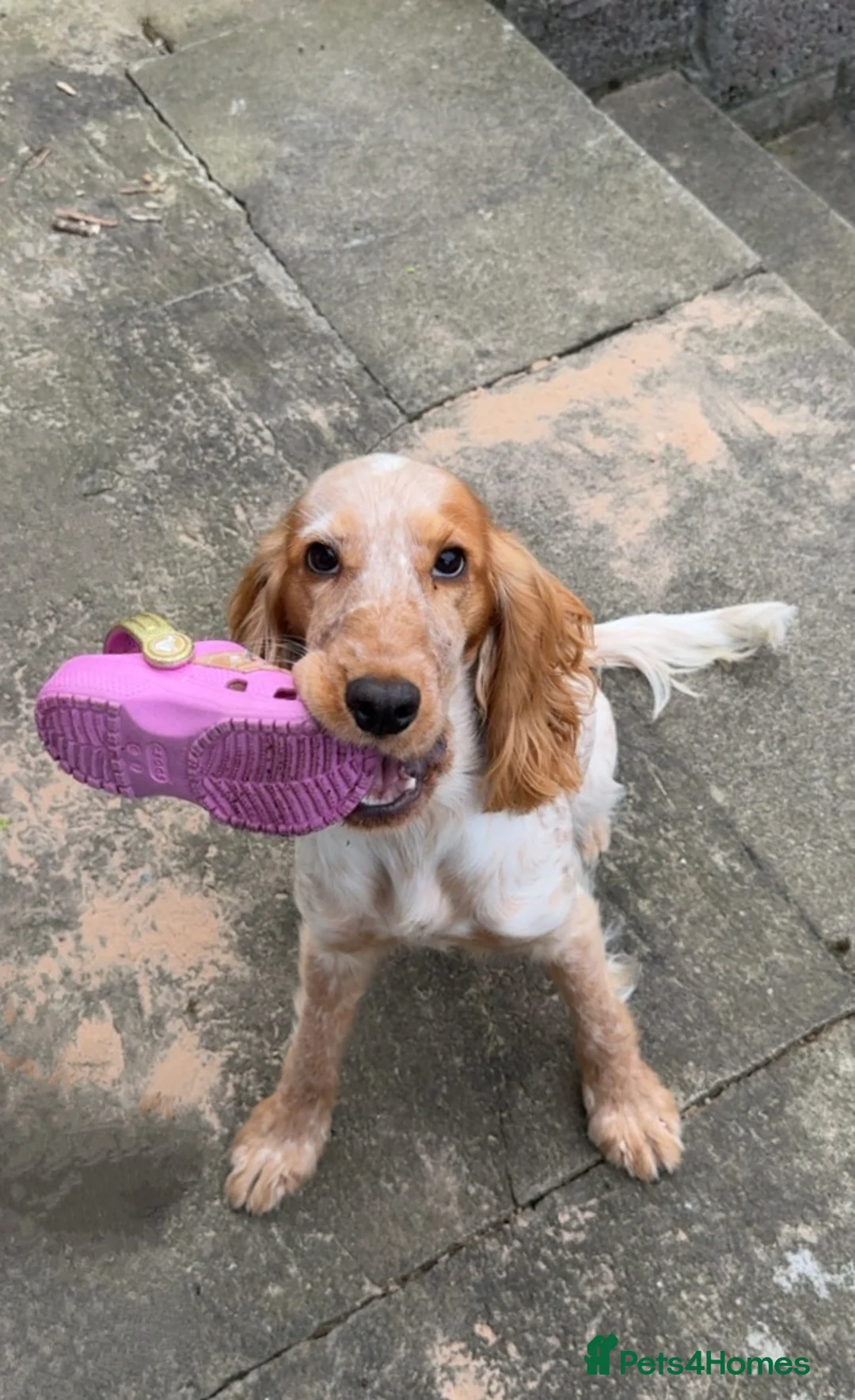 Cocker Spaniel dogs for sale: Cocker spaniel - Advert 3