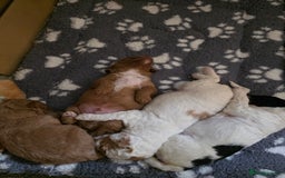 Cockapoo dogs for sale: 3 beautiful f1b cockapoo puppies  - Image 13