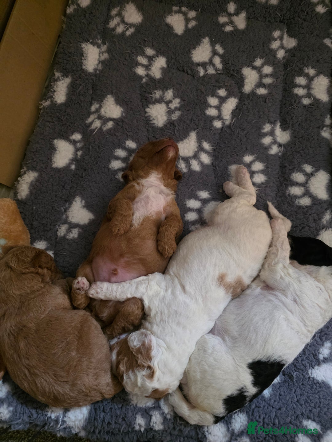 Cockapoo dogs for sale: 3 beautiful f1b cockapoo puppies  - Image 13