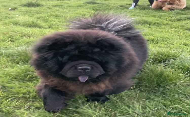 Chow Chow dogs - Advert 1