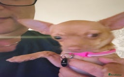 Chihuahua dogs for sale: Female chihuahua pup - Image 2