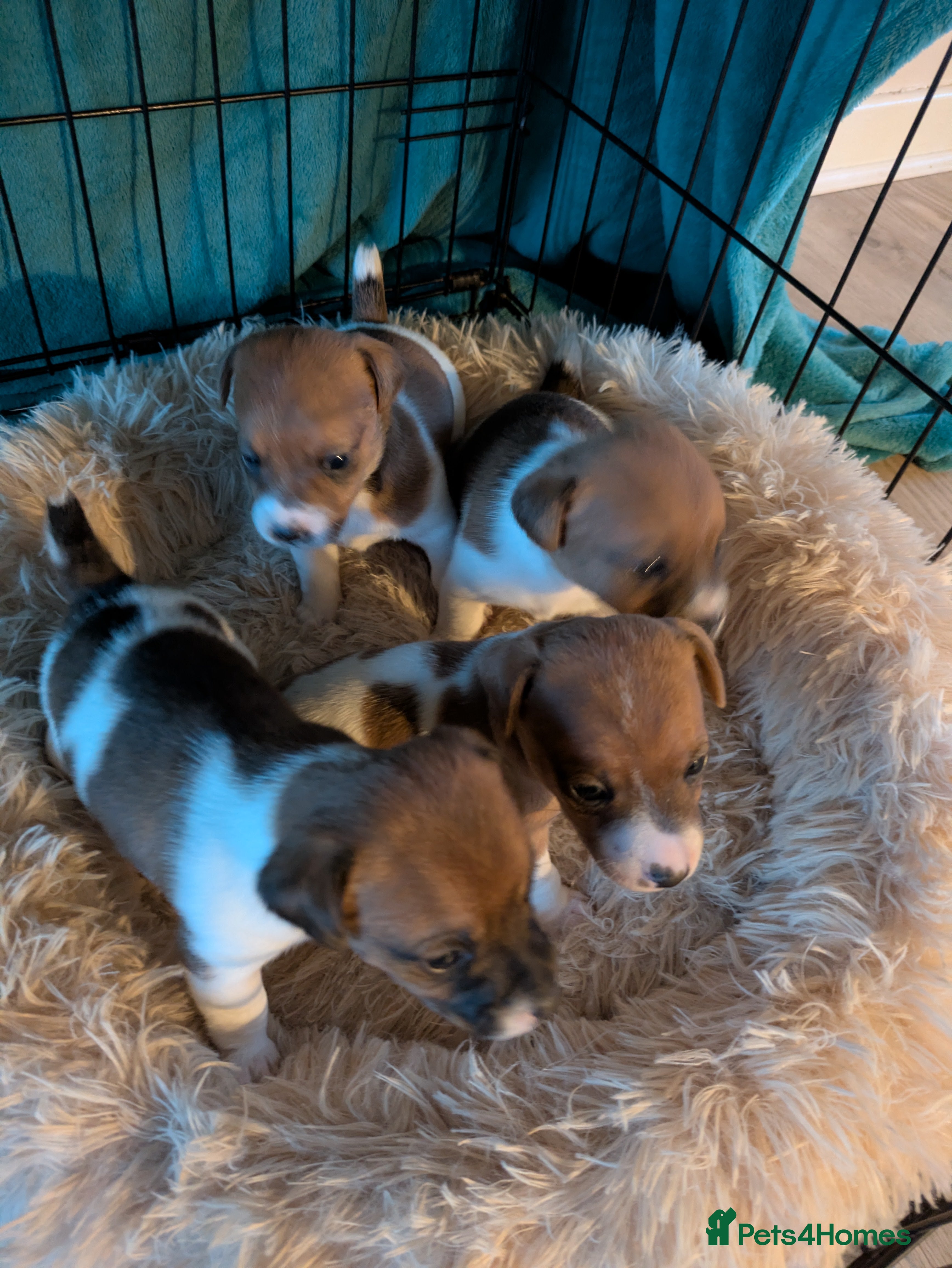 Jack Russell dogs Jack Russell puppies - Advert 7