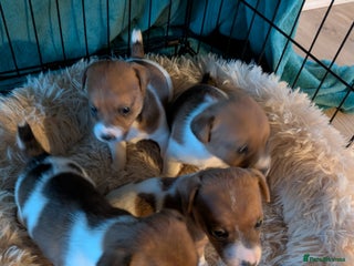 Jack Russell dogs Jack Russell puppies - Advert 12