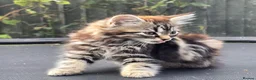 European cats for sale: Playful kittens  - Advert 8
