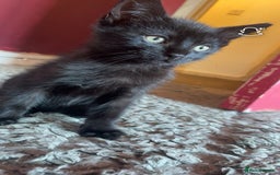 Mixed Breed cats for sale: kittens[DO NOT MESSAGE IF NOT INTERESTED] - Image 5
