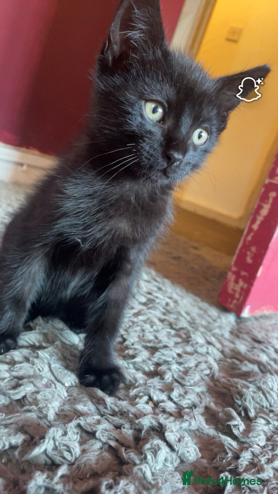Mixed Breed cats for sale: kittens[DO NOT MESSAGE IF NOT INTERESTED] - Image 5