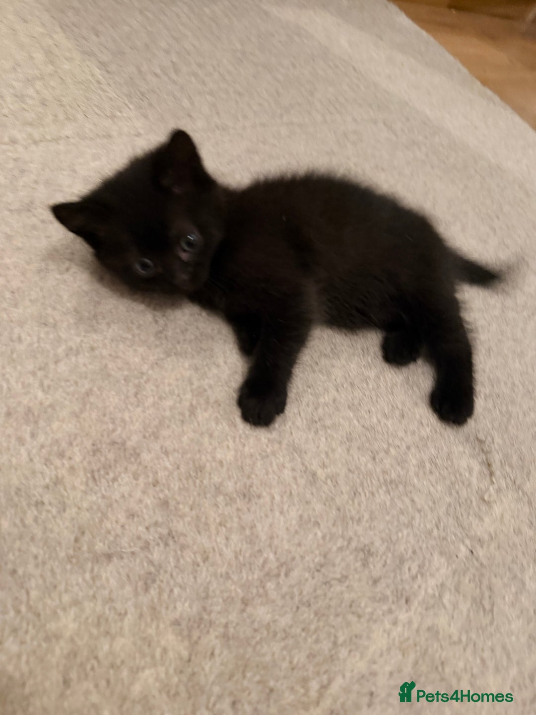 Scottish Fold cats for sale: Scottish / Mixed breed - Advert 8