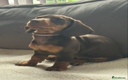 Miniature Dachshund dogs for sale: Mini daschunds  - Image 9