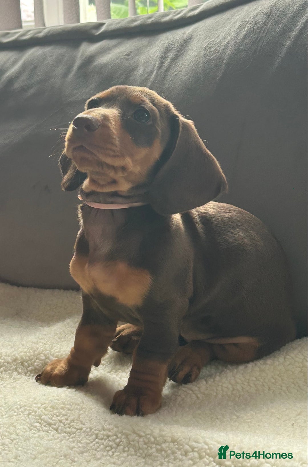 Miniature Dachshund dogs for sale: Mini daschunds  - Image 9