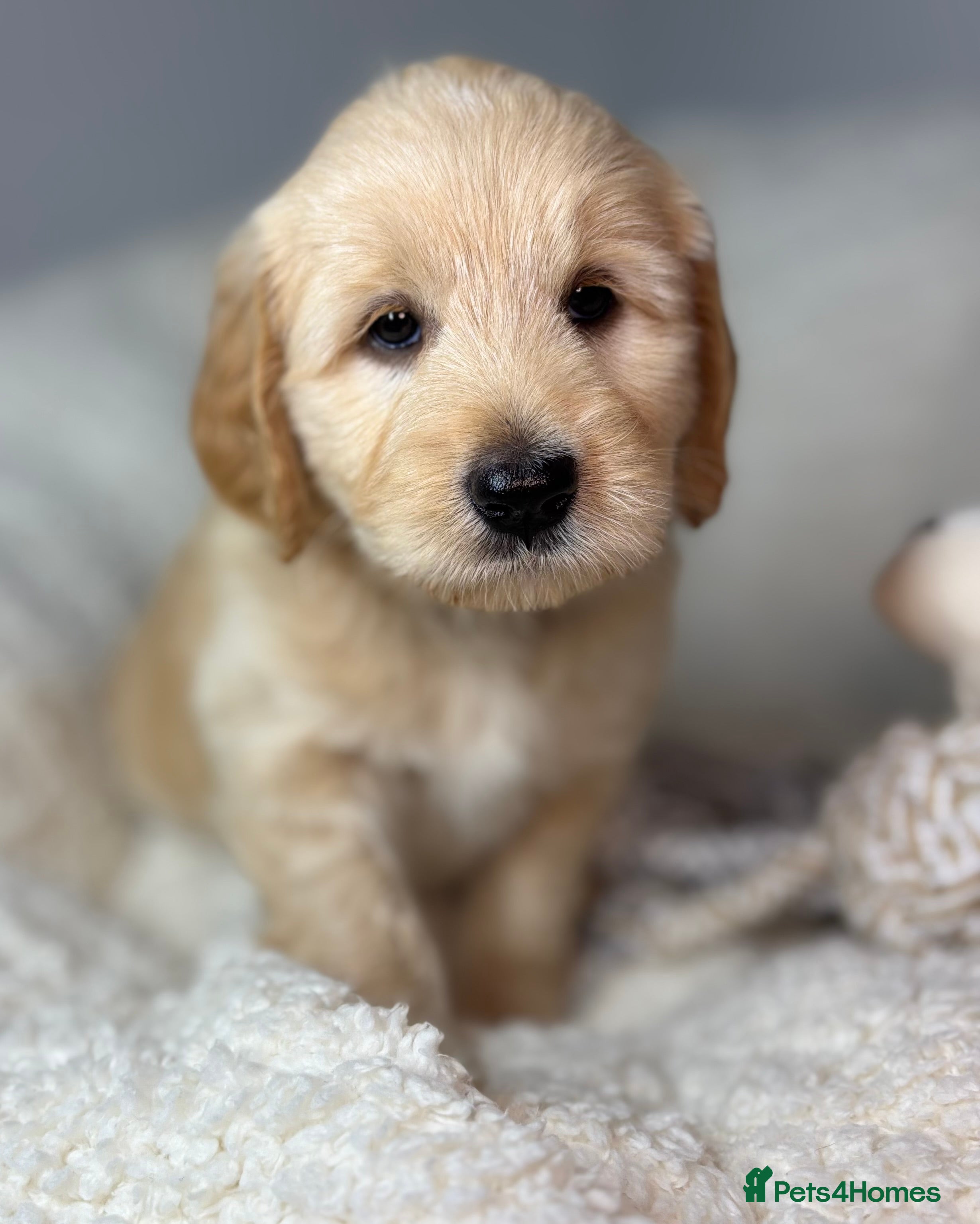 Australian Labradoodle dogs Multigen Australian Labradoodle x Goldendoodle - Advert 2