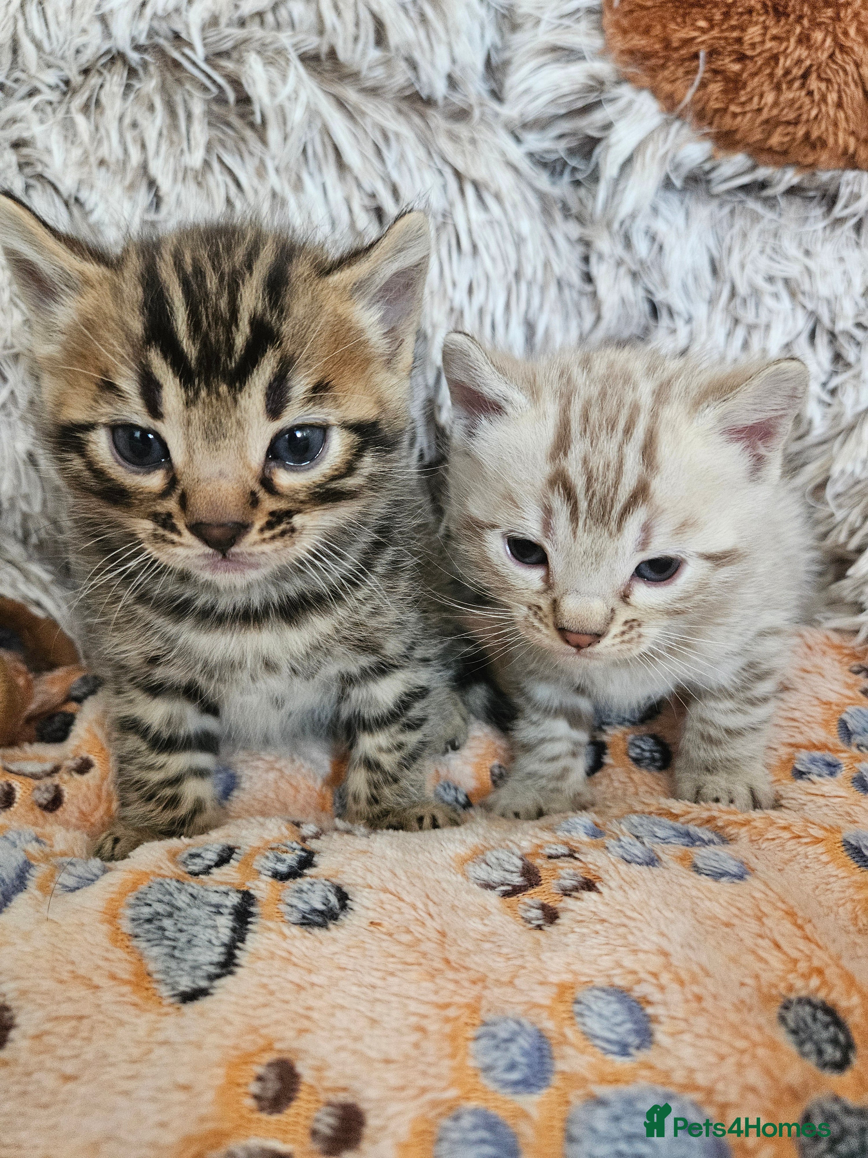 Bengal cats Stunning Bengal Kittens | TICA Registered - Advert 12