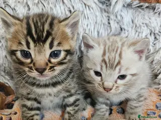 Bengal cats Stunning Bengal Kittens | TICA Registered - Advert 12